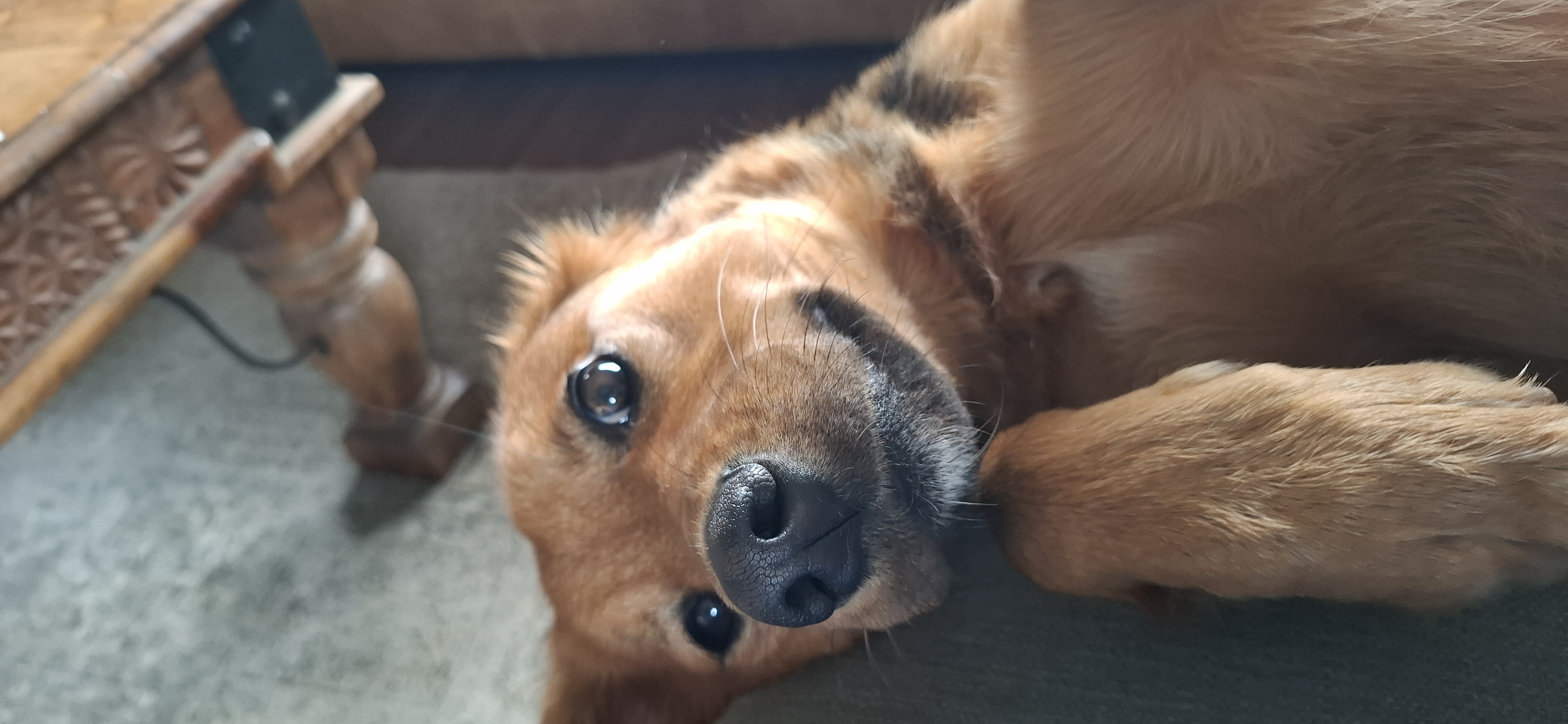 my puppy <3